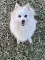 White, a female Pomeranian for sale in Houston, TX – Photo 6 of 9