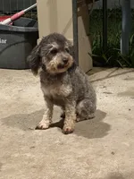 Hui, a female Poodle - Toy  for sale in Houston, TX – Photo 2 of 8