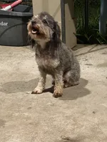 Hui, a female Poodle - Toy  for sale in Houston, TX – Photo 3 of 8