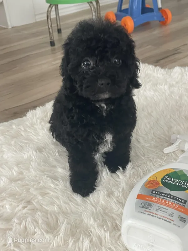 Mark – Poodle - Toy  puppy for sale in Houston, TX