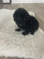 Mark, a male Poodle - Toy  for sale in Houston, TX – Photo 4 of 9