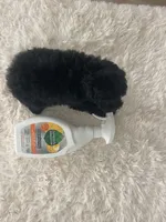 Mark, a male Poodle - Toy  for sale in Houston, TX – Photo 9 of 9