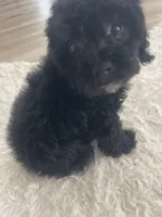 Mark, a male Poodle - Toy  for sale in Houston, TX – Photo 3 of 9