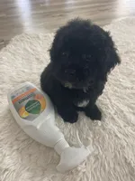 Mark, a male Poodle - Toy  for sale in Houston, TX – Photo 6 of 9