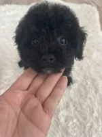 Mark, a male Poodle - Toy  for sale in Houston, TX – Photo 2 of 9