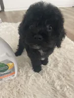 Mark, a male Poodle - Toy  for sale in Houston, TX – Photo 5 of 9