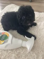 Mark, a male Poodle - Toy  for sale in Houston, TX – Photo 7 of 9