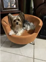 Simba, a male Yorkshire Terrier for sale in Houston, TX – Photo 2 of 3