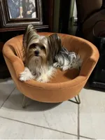 Simba, a male Yorkshire Terrier for sale in Houston, TX – Photo 3 of 3