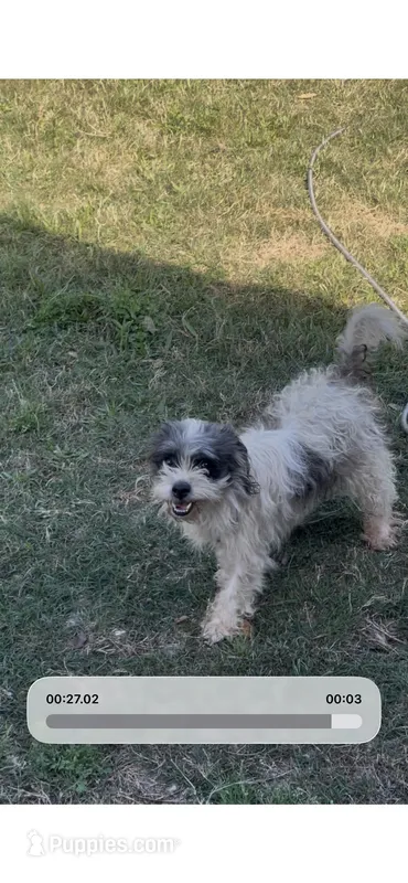 Lucy – Shihpoo puppy for sale in Houston, TX