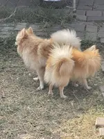 Mario, a male Pomeranian for sale in Houston, TX – Photo 6 of 8