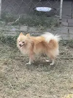 Mario, a male Pomeranian for sale in Houston, TX – Photo 4 of 8