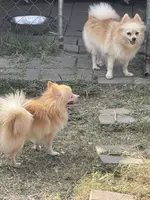 Mario, a male Pomeranian for sale in Houston, TX – Photo 8 of 8