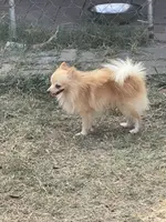 Mario, a male Pomeranian for sale in Houston, TX – Photo 5 of 8