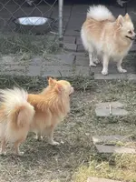 Mario, a male Pomeranian for sale in Houston, TX – Photo 3 of 8