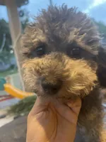 Gray, a female Poodle - Toy  for sale in Houston, TX – Photo 3 of 5