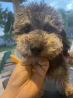 Gray, a female Poodle - Toy  for sale in Houston, TX – Photo 4 of 5