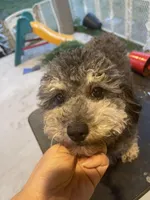 Gray, a female Poodle - Toy  for sale in Houston, TX – Photo 5 of 5