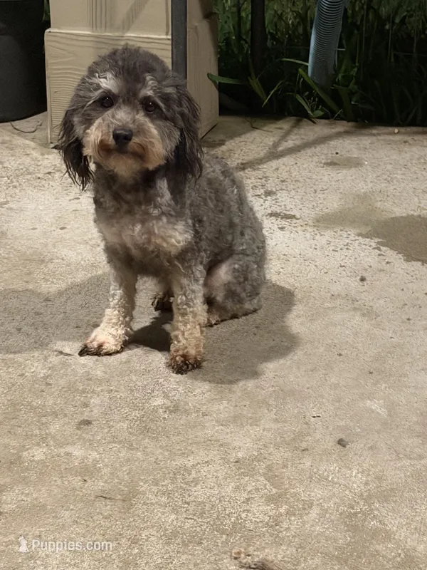 Gray – Poodle - Toy  puppy for sale in Houston, TX