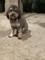 Gray, a female Poodle - Toy  for sale in Houston, TX – Photo 1 of 5