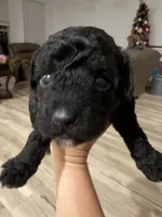 Toy poodle, a male Poodle - Toy  for sale in Houston, TX – Photo 4 of 5