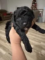 Toy poodle, a male Poodle - Toy  for sale in Houston, TX – Photo 2 of 5