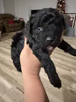 Toy poodle, a male Poodle - Toy  for sale in Houston, TX – Photo 1 of 5