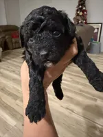 Toy poodle, a male Poodle - Toy  for sale in Houston, TX – Photo 5 of 5