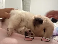 New, a male Pomeranian for sale in Houston, TX – Photo 3 of 6