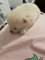 New, a male Pomeranian for sale in Houston, TX – Photo 5 of 6