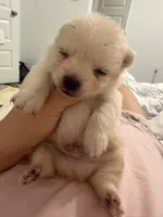 New, a male Pomeranian for sale in Houston, TX – Photo 6 of 6