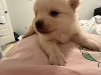 New, a male Pomeranian for sale in Houston, TX – Photo 1 of 6
