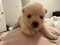 New, a male Pomeranian for sale in Houston, TX – Photo 4 of 6