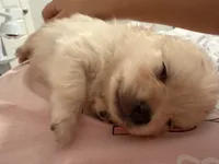 New, a male Pomeranian for sale in Houston, TX – Photo 2 of 6