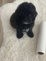 Leo, a male Poodle - Toy  for sale in Houston, TX – Photo 3 of 8