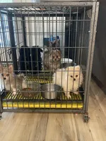 Leo, a male Poodle - Toy  for sale in Houston, TX – Photo 8 of 8