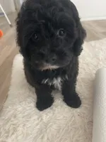 Leo, a male Poodle - Toy  for sale in Houston, TX – Photo 1 of 8