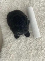 Leo, a male Poodle - Toy  for sale in Houston, TX – Photo 5 of 8