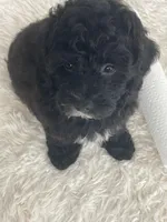 Leo, a male Poodle - Toy  for sale in Houston, TX – Photo 2 of 8