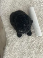 Leo, a male Poodle - Toy  for sale in Houston, TX – Photo 4 of 8