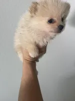 Lolly bear, a male Pomeranian for sale in Houston, TX – Photo 2 of 6