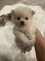 Lolly bear, a male Pomeranian for sale in Houston, TX – Photo 6 of 6