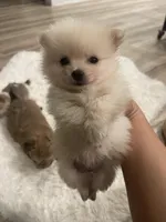 Lolly bear, a male Pomeranian for sale in Houston, TX – Photo 3 of 6