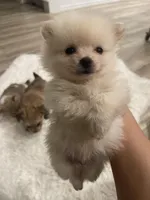 Lolly bear, a male Pomeranian for sale in Houston, TX – Photo 4 of 6