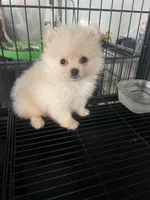 Lolly bear, a male Pomeranian for sale in Houston, TX – Photo 1 of 6
