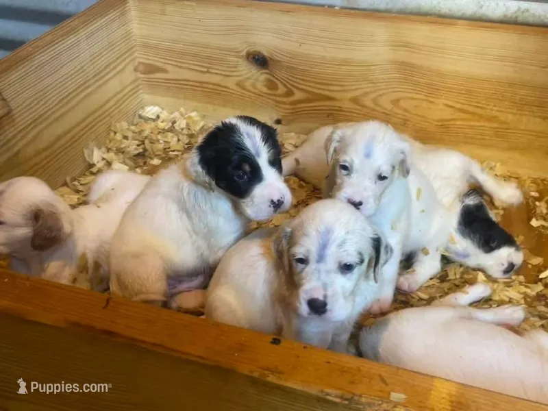 Dinah's boy – English Setter puppy for sale in Hattiesburg, MS