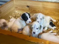 Dinah's boy, a male English Setter for sale in Hattiesburg, MS – 1 of 3