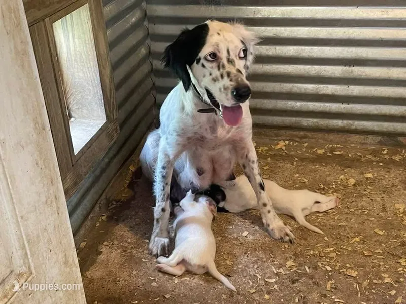 Dinah's girl – English Setter puppy for sale in Hattiesburg, MS