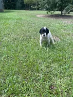 Dinah's girl, a female English Setter for sale in Hattiesburg, MS – 3 of 3