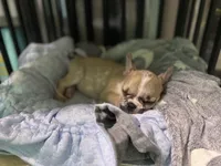 Quinn, a female French Bulldog for sale in Fishers, IN – 6 of 10